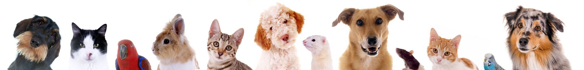 Tierarten Behandlung - Kleintierpraxis Dr. Monika Stammler